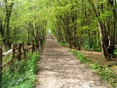 Ruislip Woods